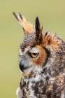 Great horned owl portrait Art Print